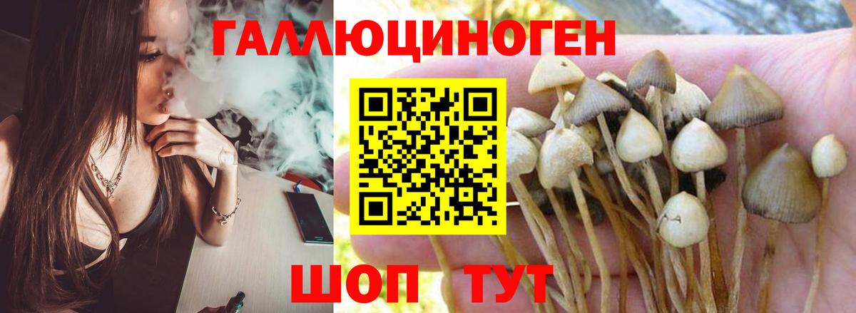 Галлюциногенные грибы Psilocybine cubensis  Вход с VPN  Свободный 